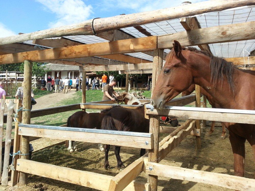 3D Tur Mini Zoo - Butuceni Eco Resort